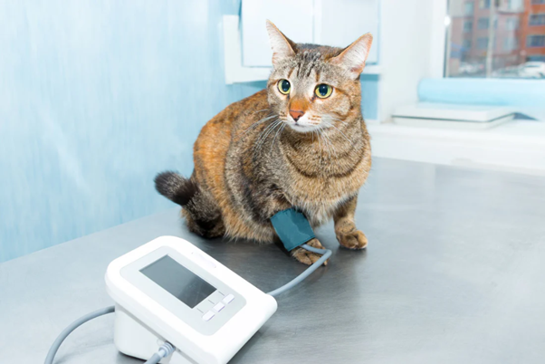 Hypertensive Emergency in Practice: Insights from a Retrospective Case Series of Dogs and Cats